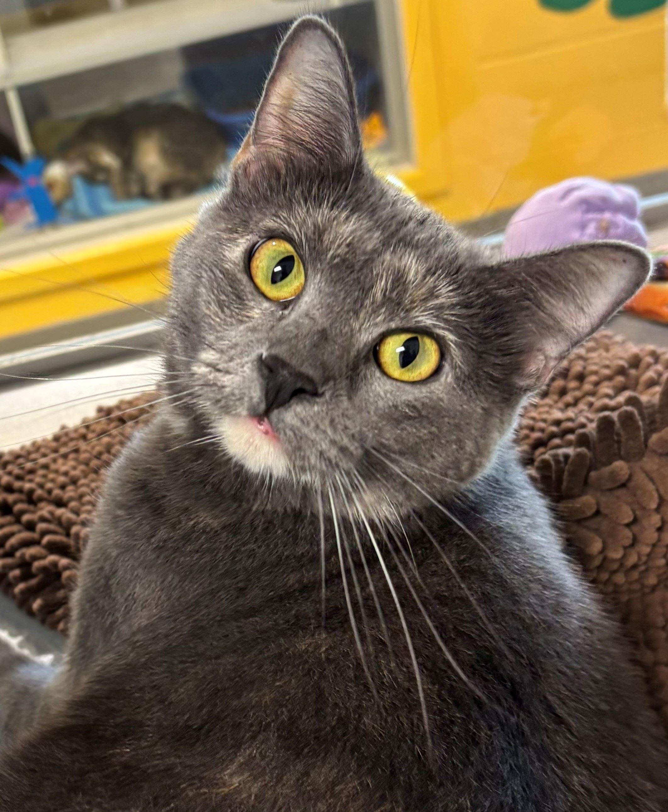 Shelly, ADOPTABLE, Adult Female Domestic Short Hair.