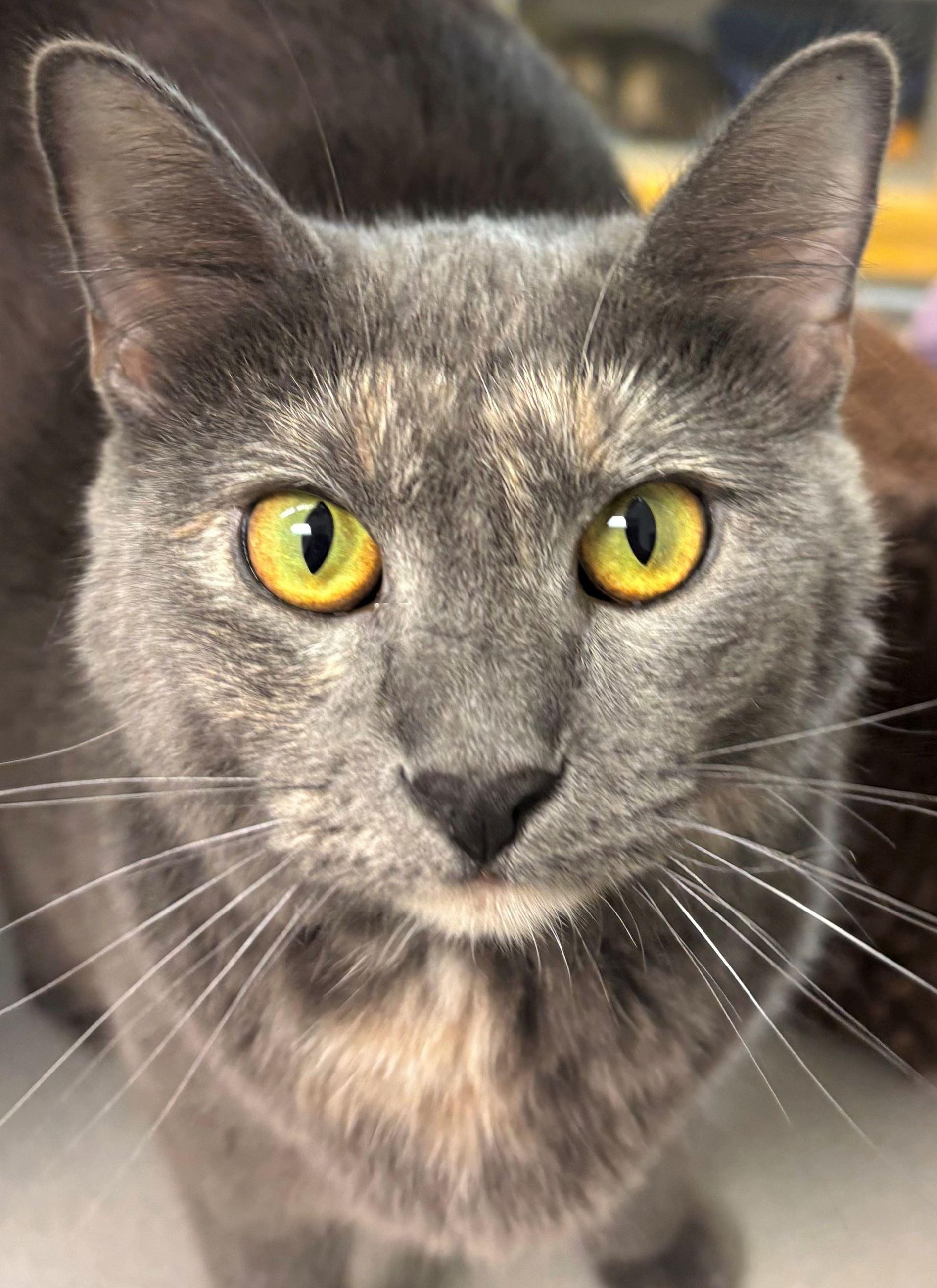 Shelly, a ADOPTABLE Domestic Short Hair in Iowa City, IA image 2/2