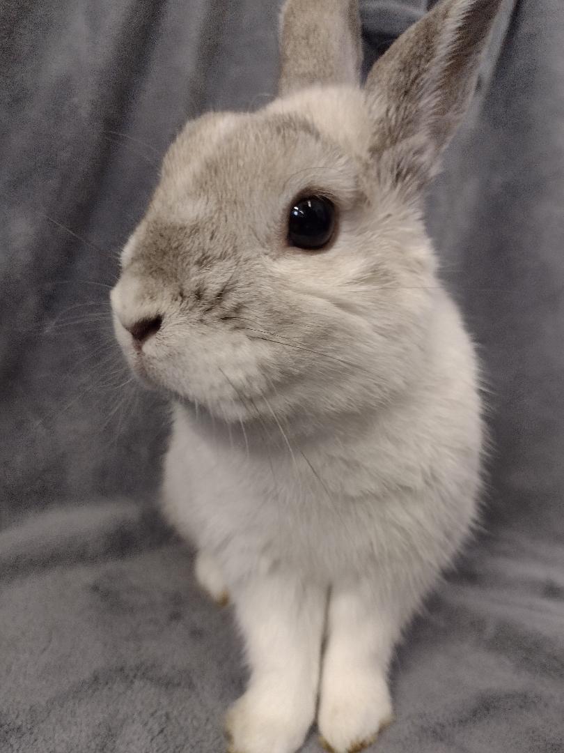 Lennox, a ADOPTABLE Netherland Dwarf in Plymouth, MI image 2/4