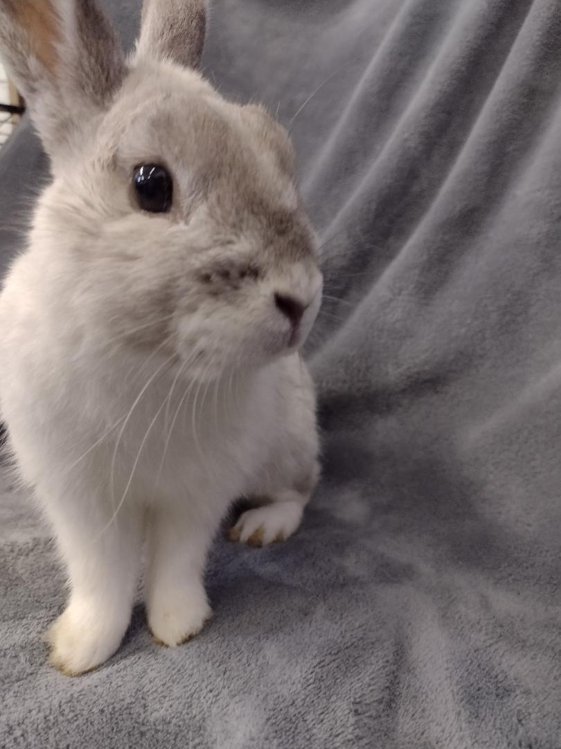 Lennox, a ADOPTABLE Netherland Dwarf in Plymouth, MI image 4/4