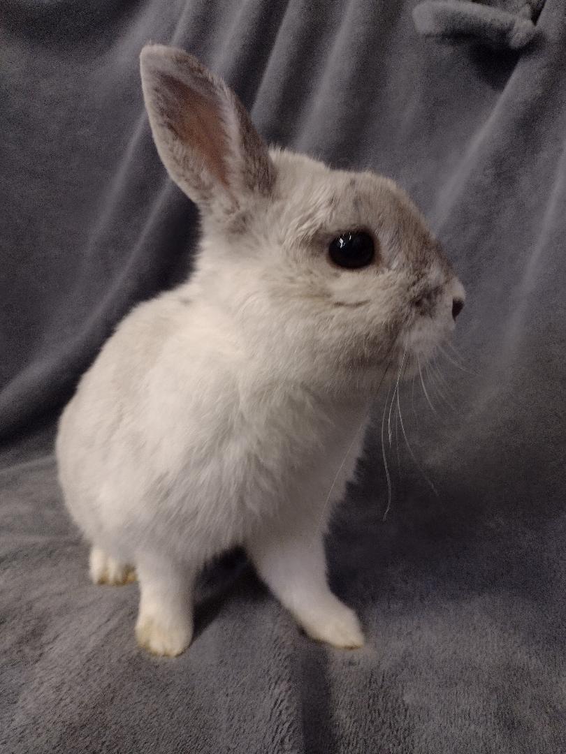 Lennox, a ADOPTABLE Netherland Dwarf in Plymouth, MI image 3/4