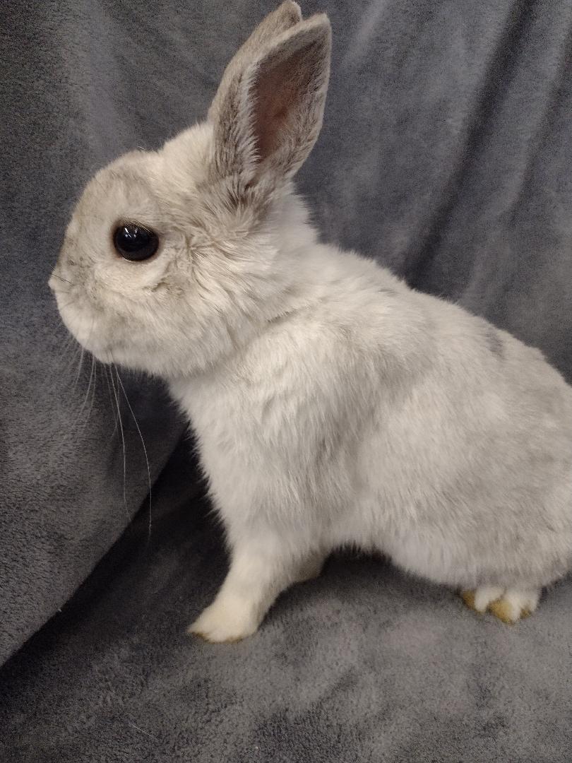 Lennox, ADOPTABLE, Senior Male Netherland Dwarf.