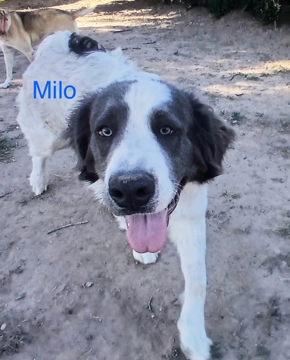 Milo, Adoptable, Young Male Spaniel.