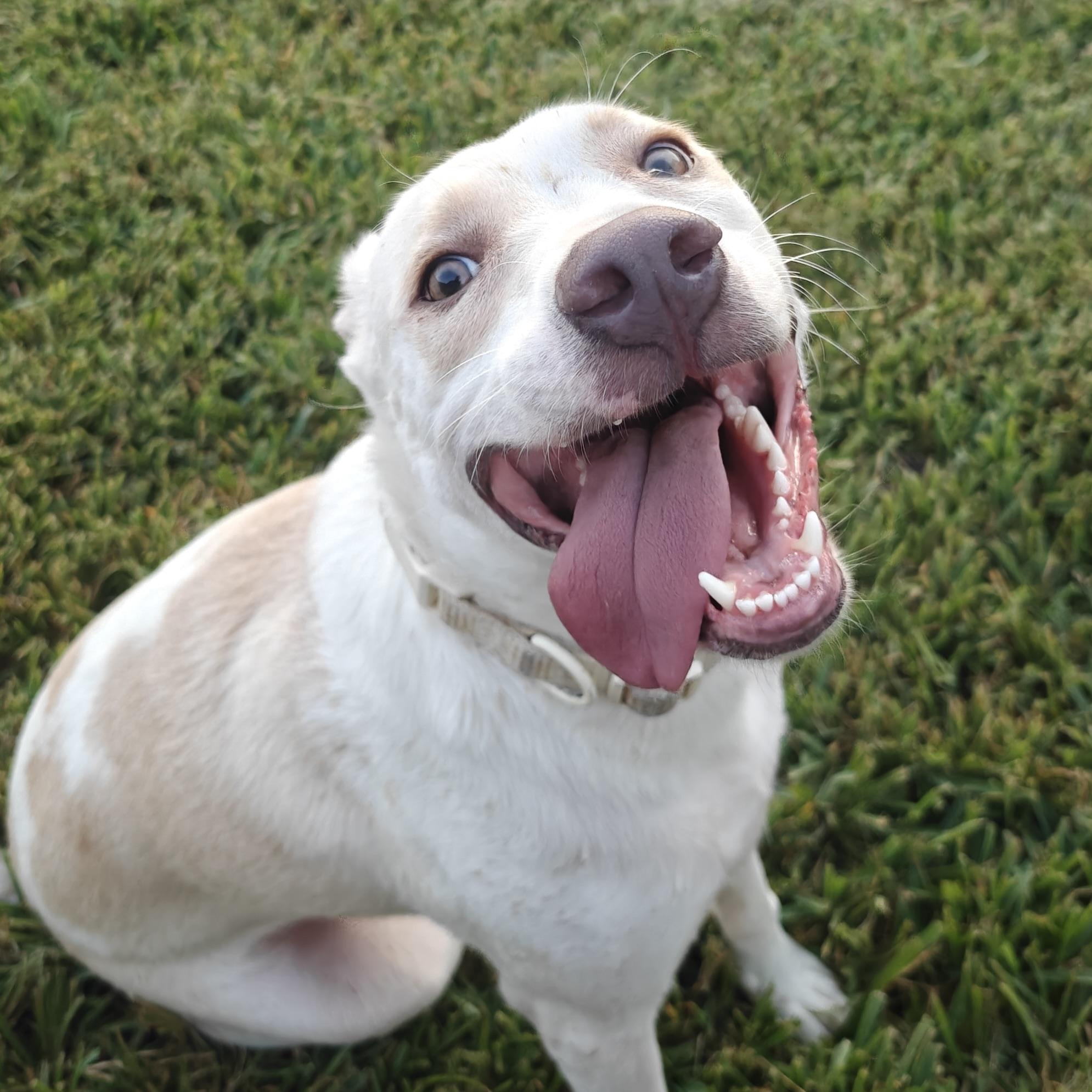Enlarge Sailor, a Adoptable mixed breed in North Bergen, NJ image 1/6