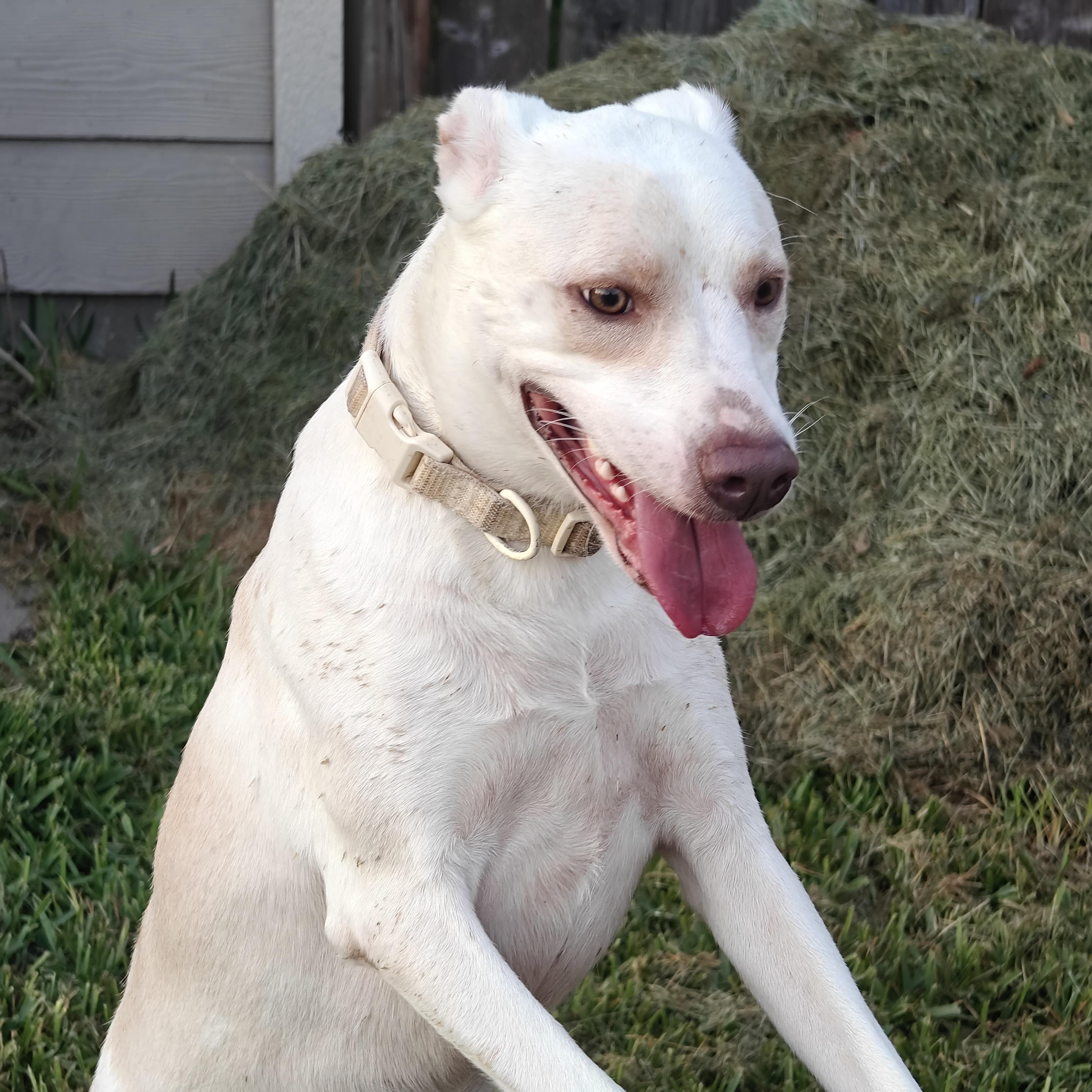 Enlarge Sailor, a Adoptable mixed breed in North Bergen, NJ image 6/6