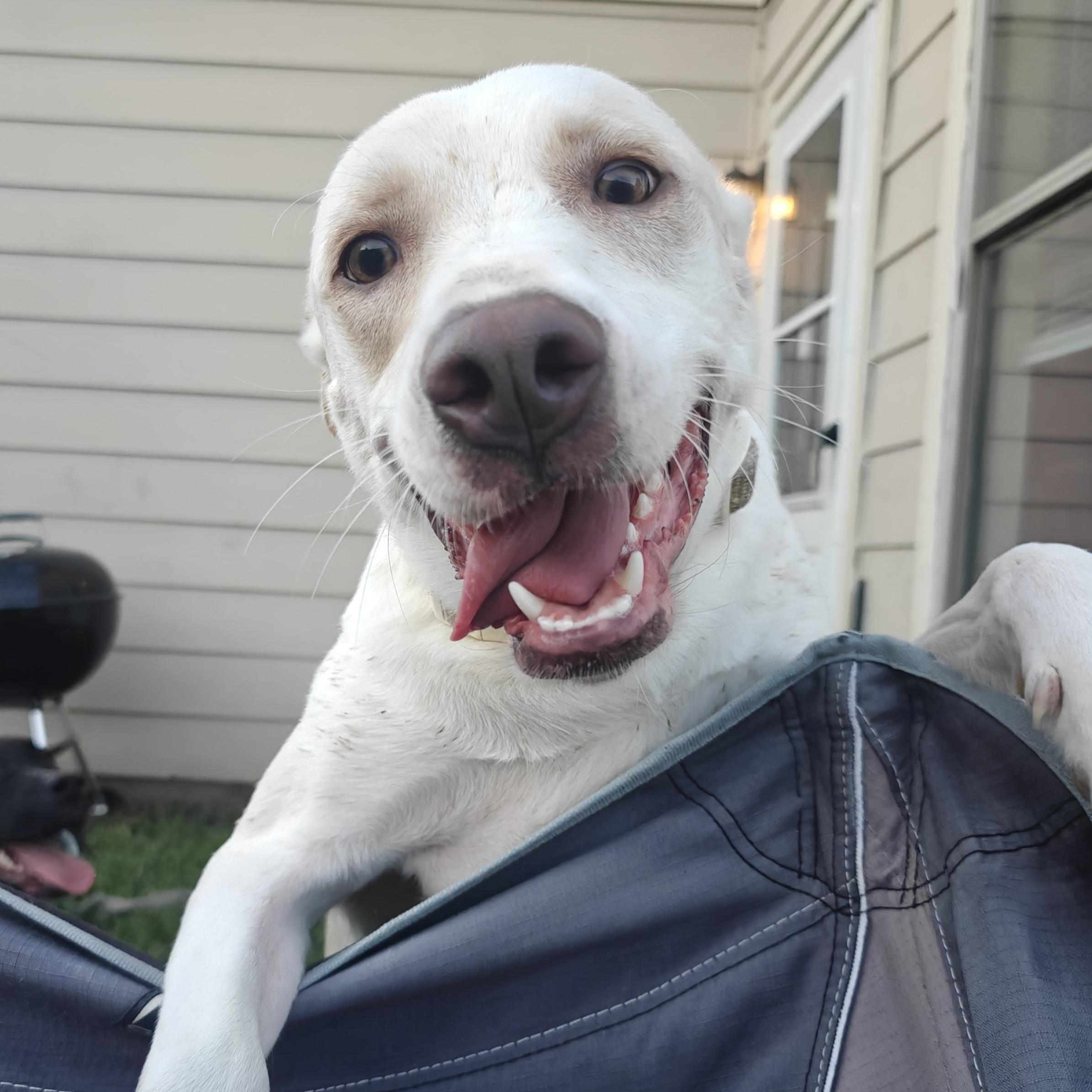 Enlarge Sailor, a Adoptable mixed breed in North Bergen, NJ image 5/6