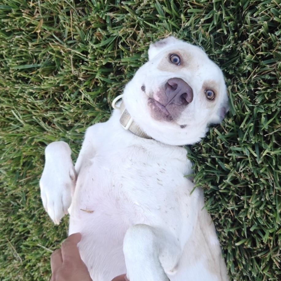 Enlarge Sailor, a Adoptable mixed breed in North Bergen, NJ image 2/6