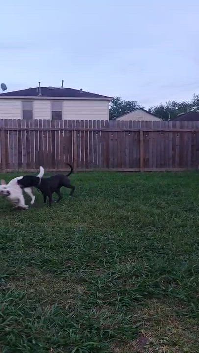 Enlarge Sailor, a Adoptable mixed breed in North Bergen, NJ video 4/6