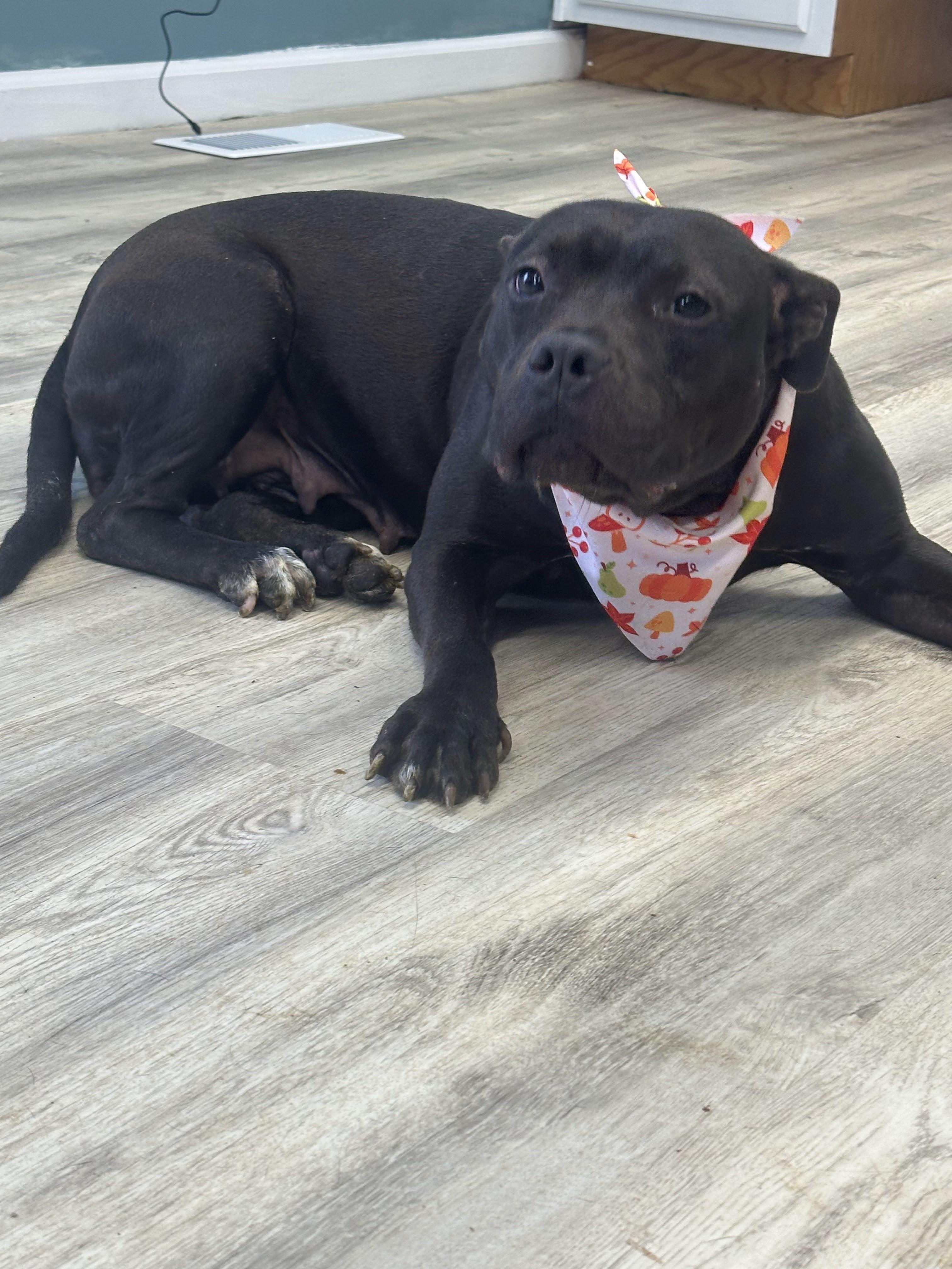 Enlarge Breton, an adopted Mixed Breed in PHILADELPHIA, TN image 1/2