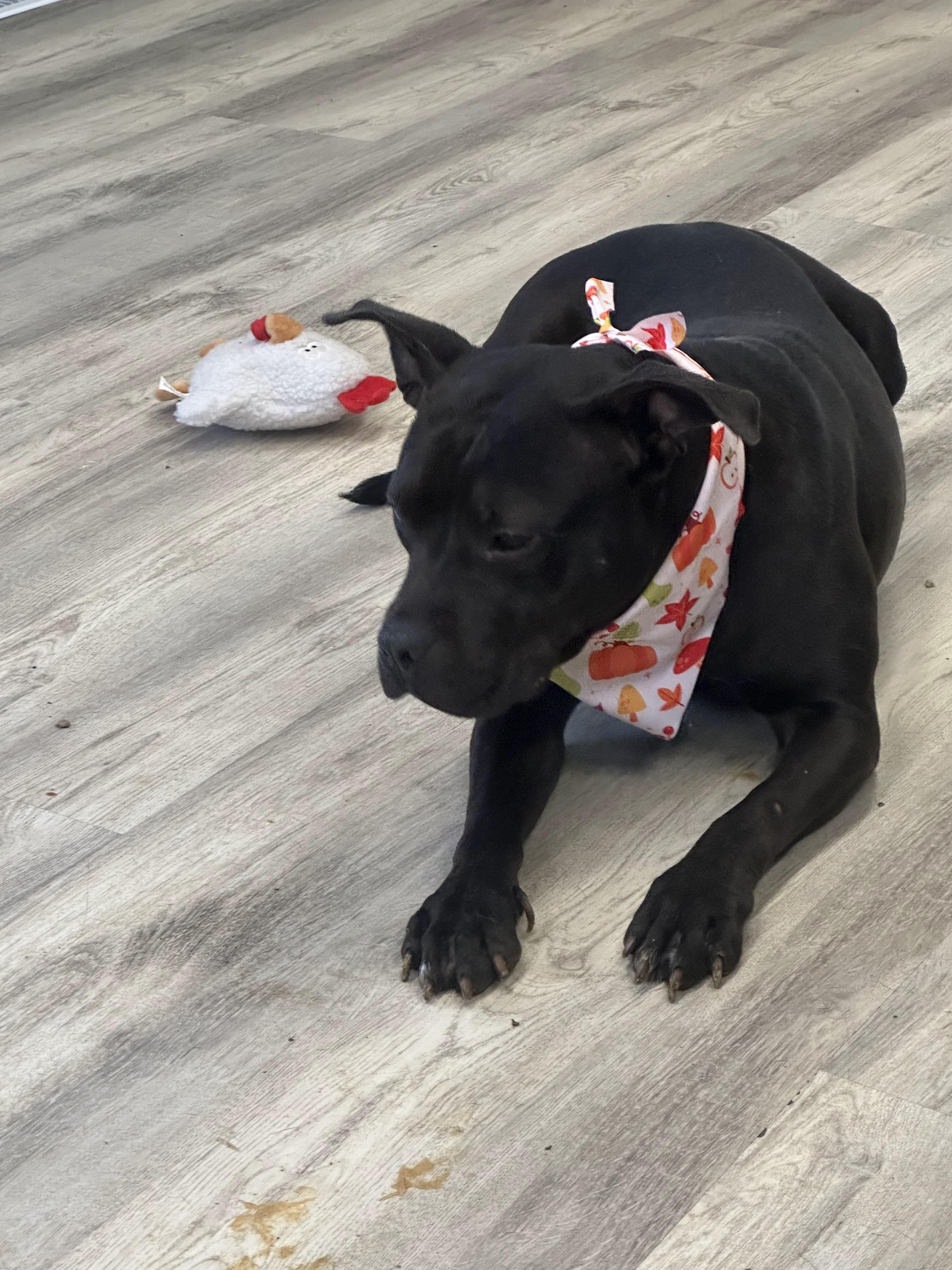 Enlarge Breton, an adopted Mixed Breed in PHILADELPHIA, TN image 2/2