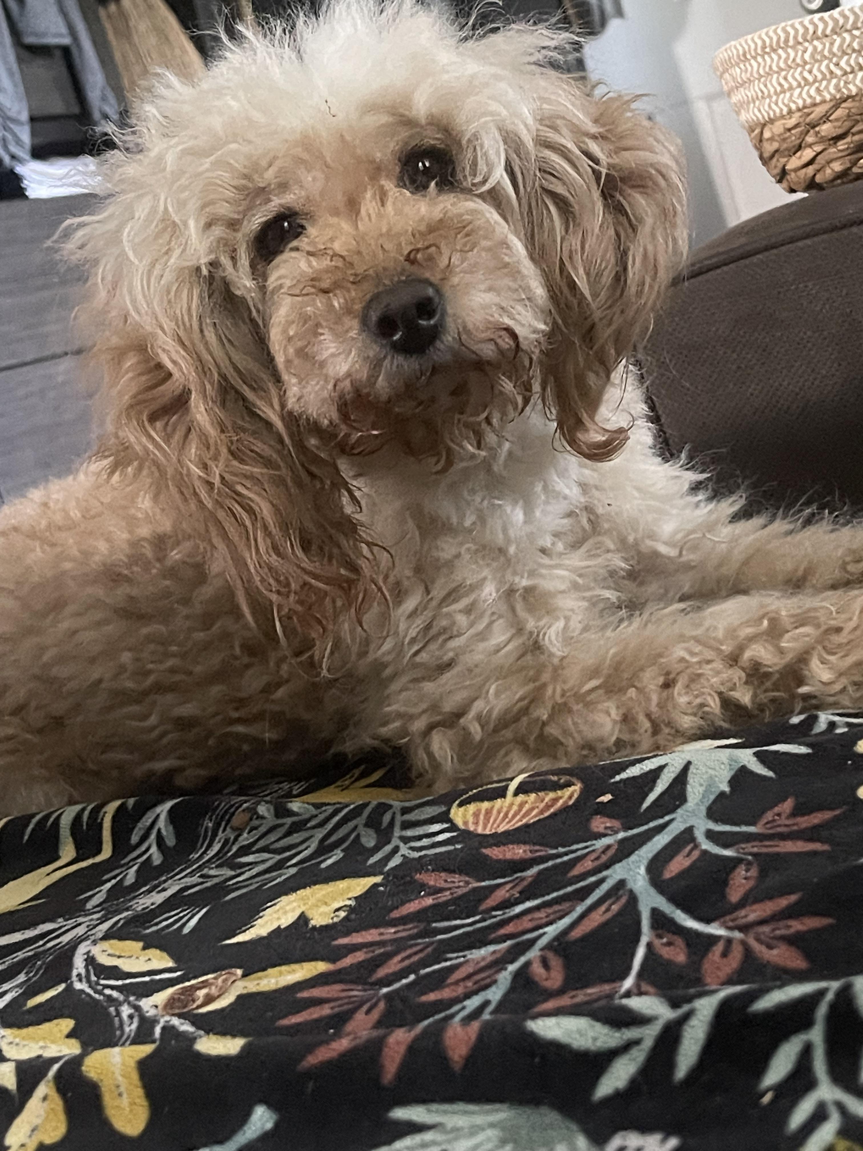 Enlarge Hanna, a ADOPTABLE Poodle in Northlake, IL image 4/6