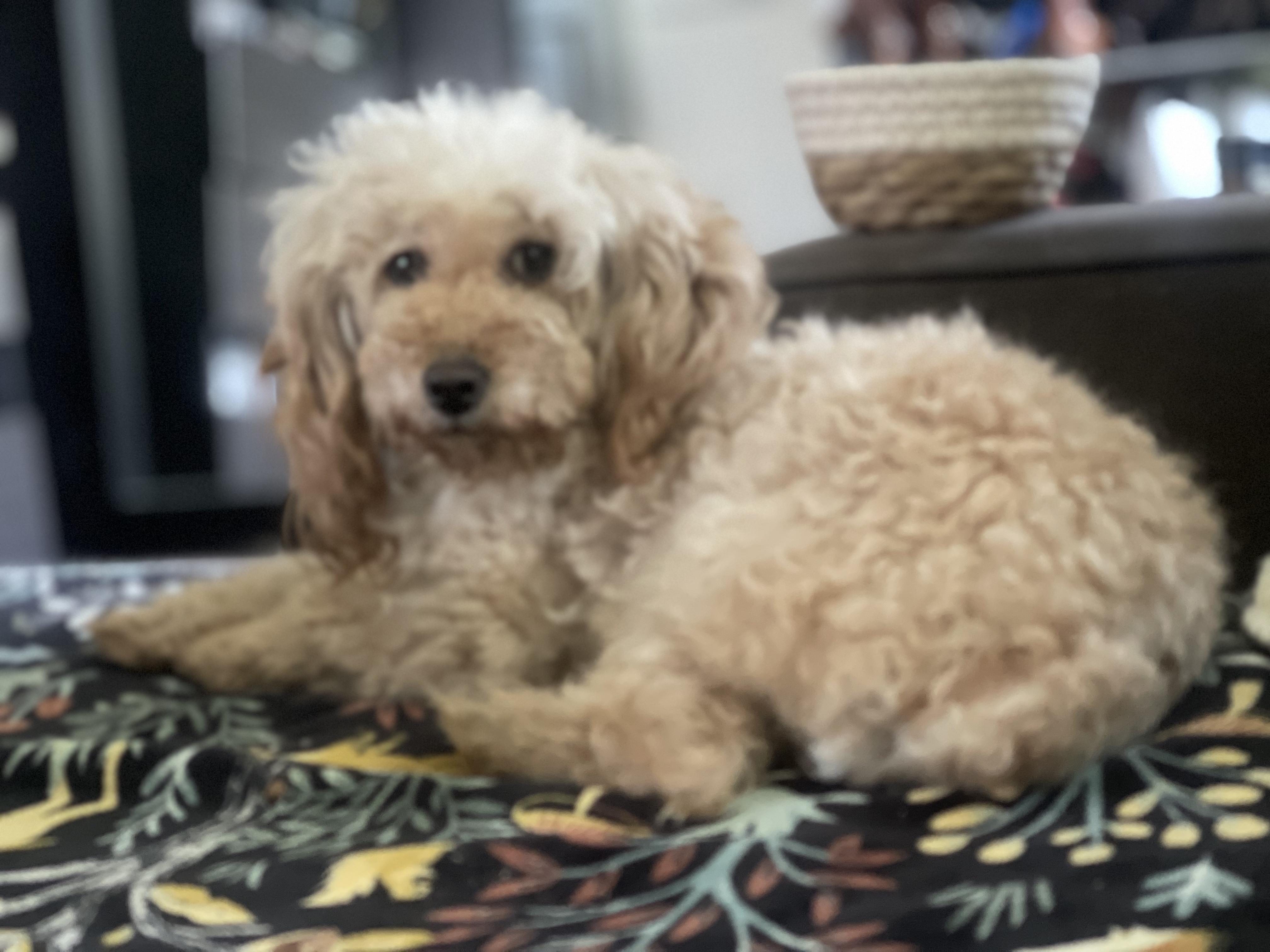 Enlarge Hanna, a ADOPTABLE Poodle in Northlake, IL image 5/6