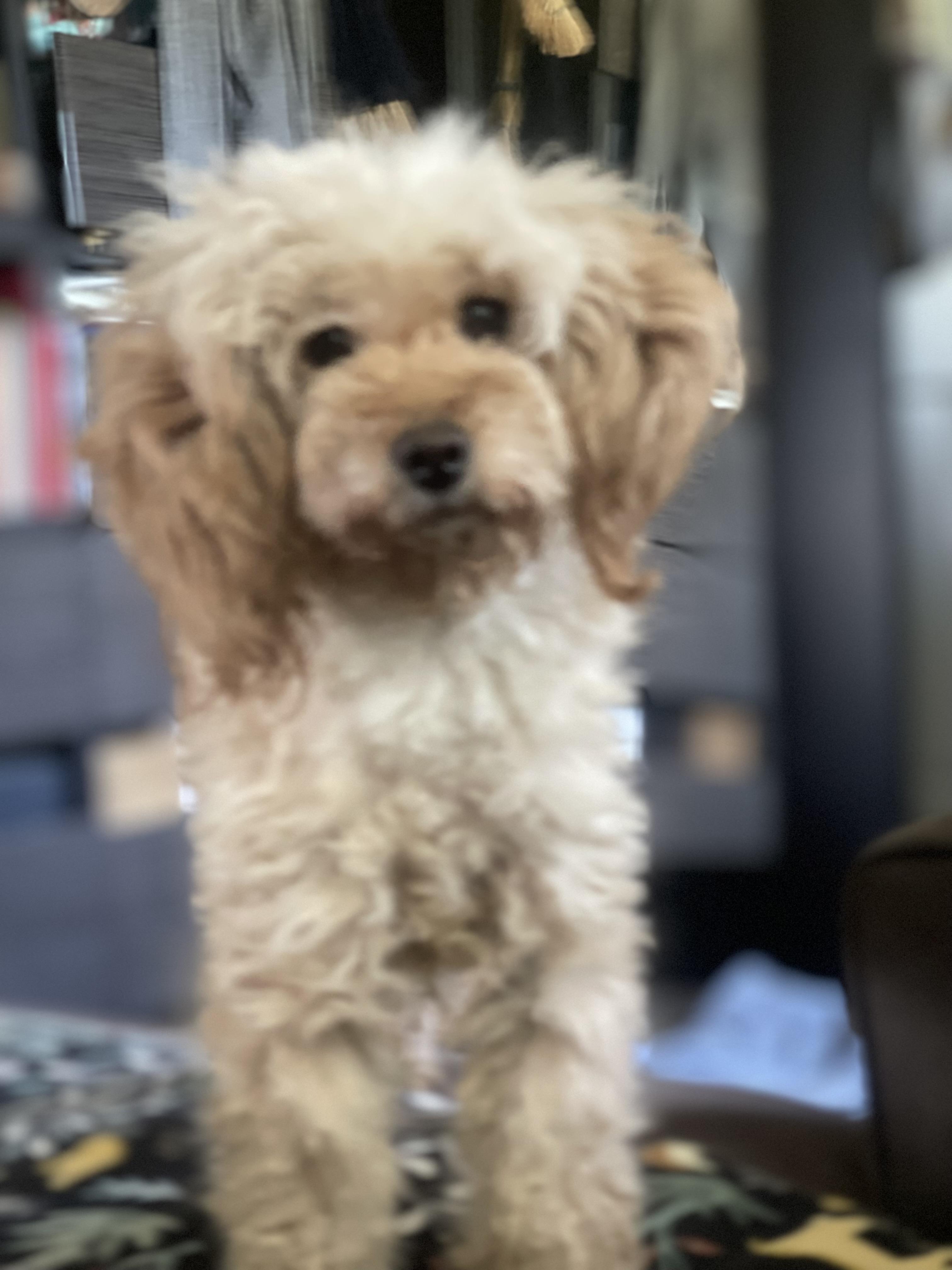 Enlarge Hanna, a ADOPTABLE Poodle in Northlake, IL image 2/6