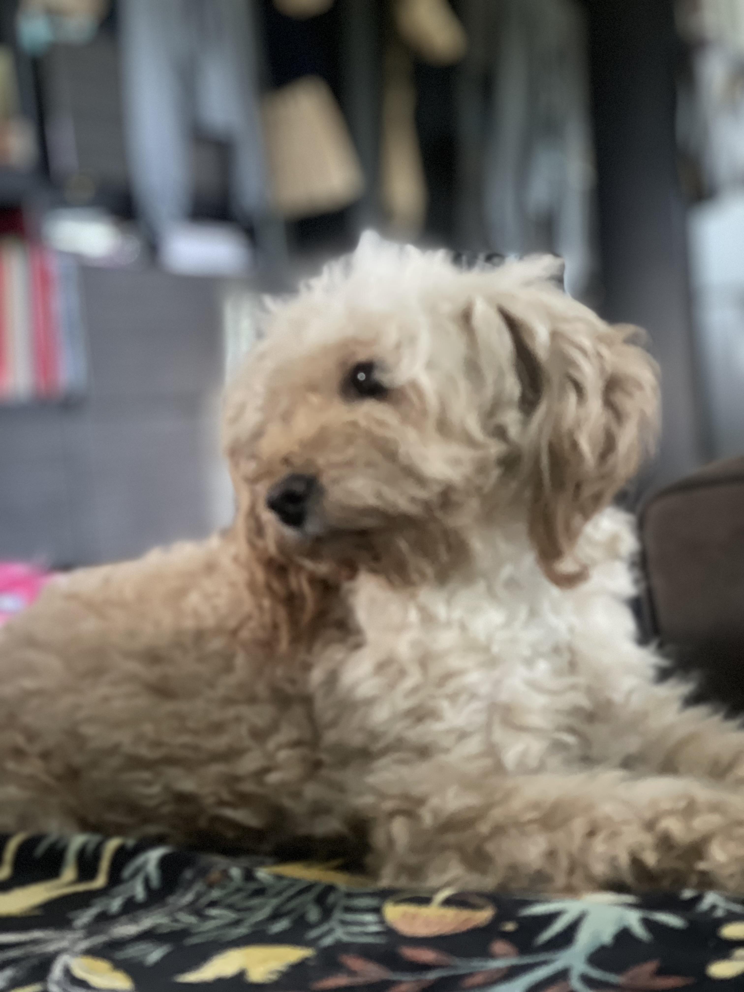 Enlarge Hanna, a ADOPTABLE Poodle in Northlake, IL image 3/6