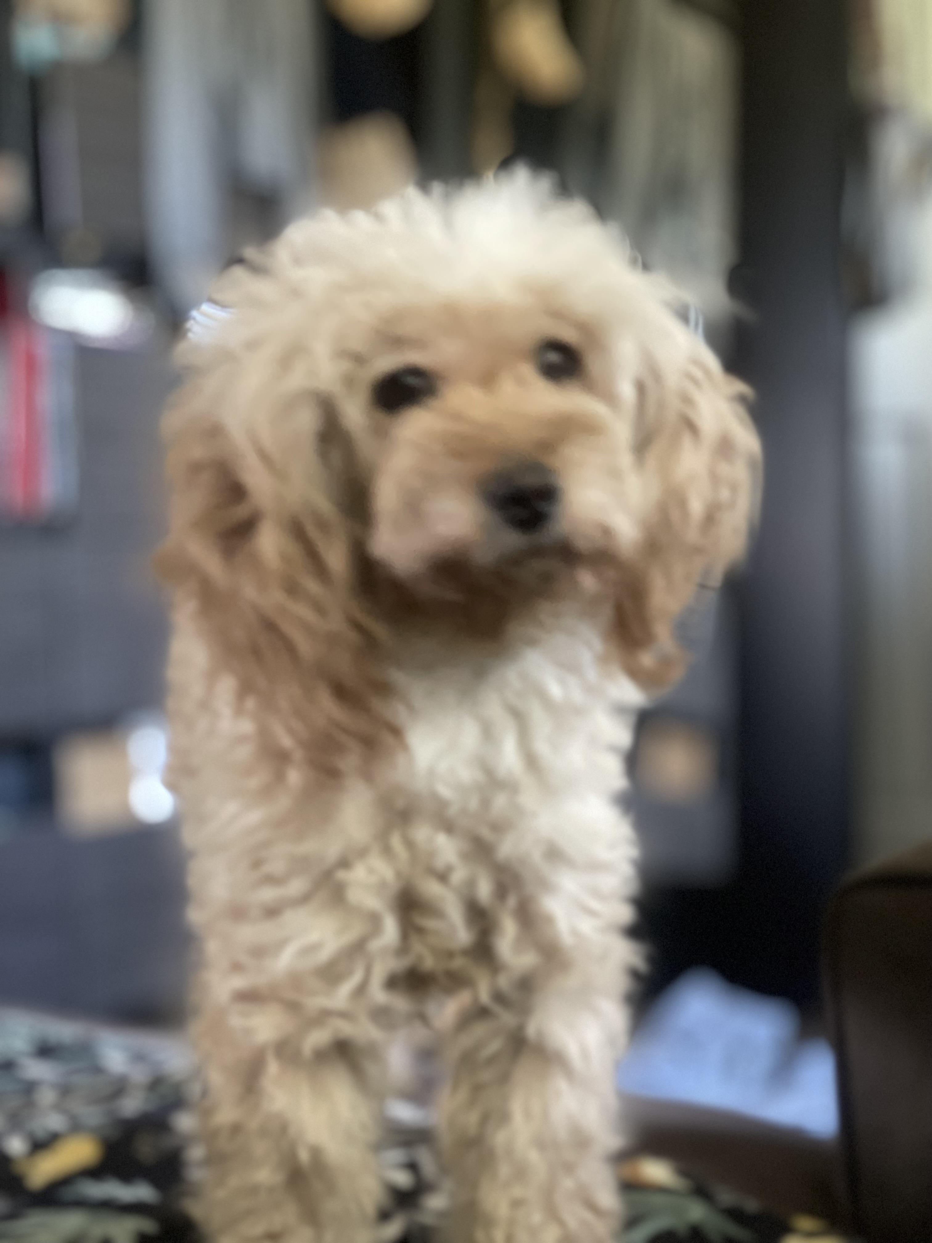 Hanna, ADOPTABLE, Young Female Poodle.