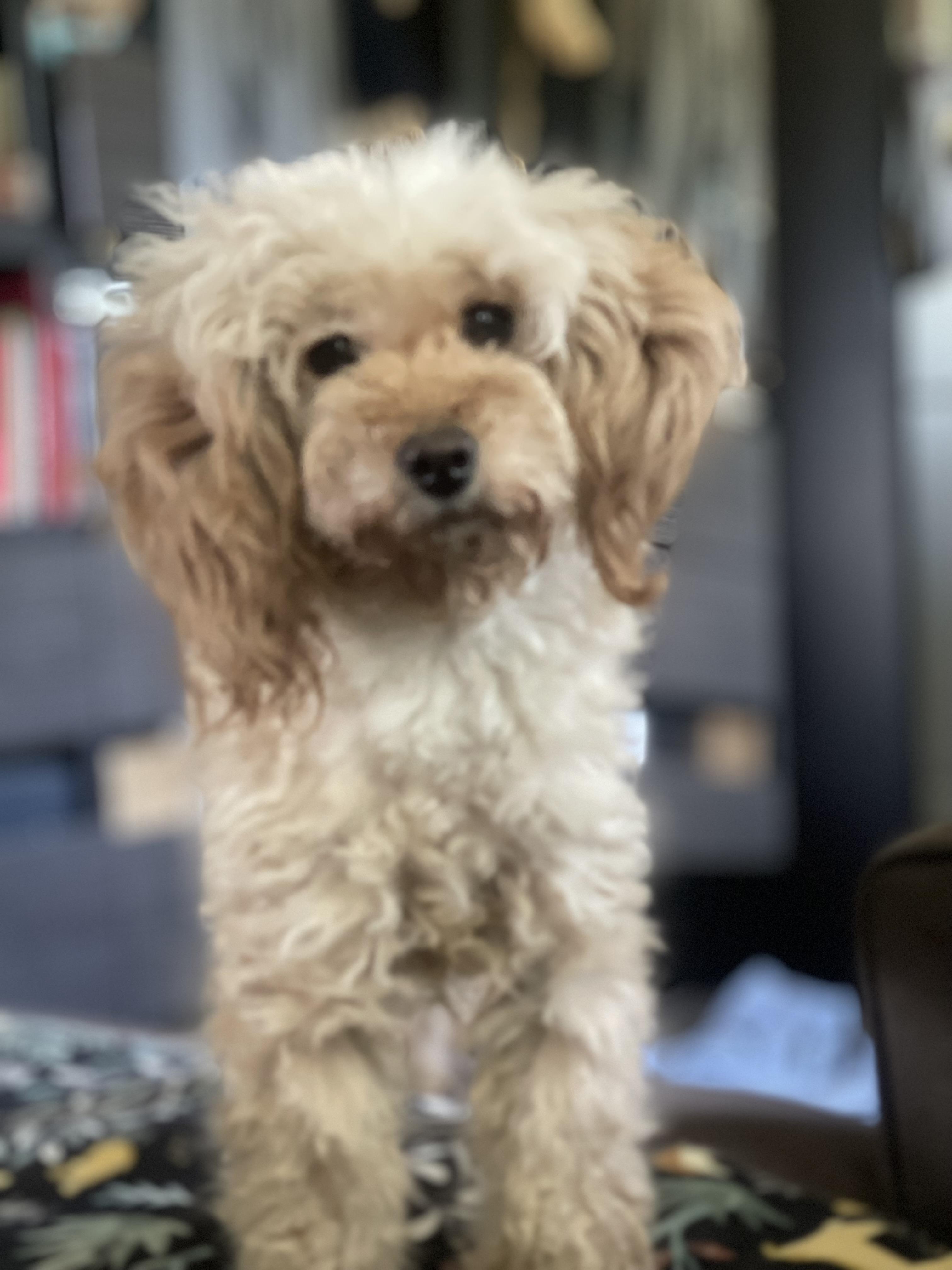 Enlarge Hanna, a ADOPTABLE Poodle in Northlake, IL image 6/6