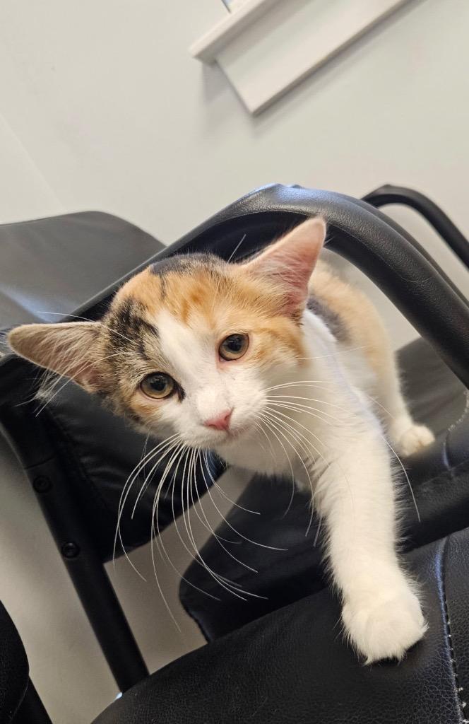 Enlarge Cherry, a Adoptable Domestic Short Hair in warrenville, SC image 1/1