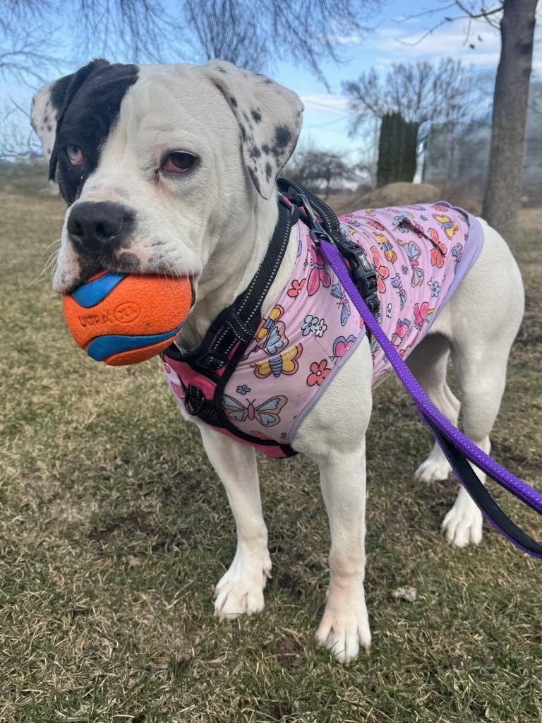 Myra, a Adopted mixed breed in Janesville, WI image 2/6