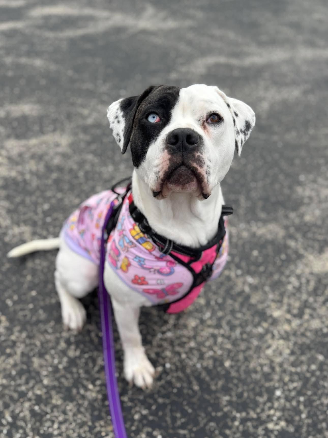 Myra, a Adopted mixed breed in Janesville, WI image 4/6