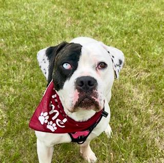 Myra, Adopted, Young Female American Bulldog.