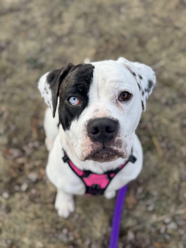 Myra, a Adopted mixed breed in Janesville, WI image 5/6