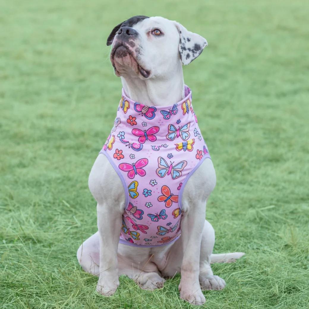 Myra, a Adopted mixed breed in Janesville, WI image 6/6