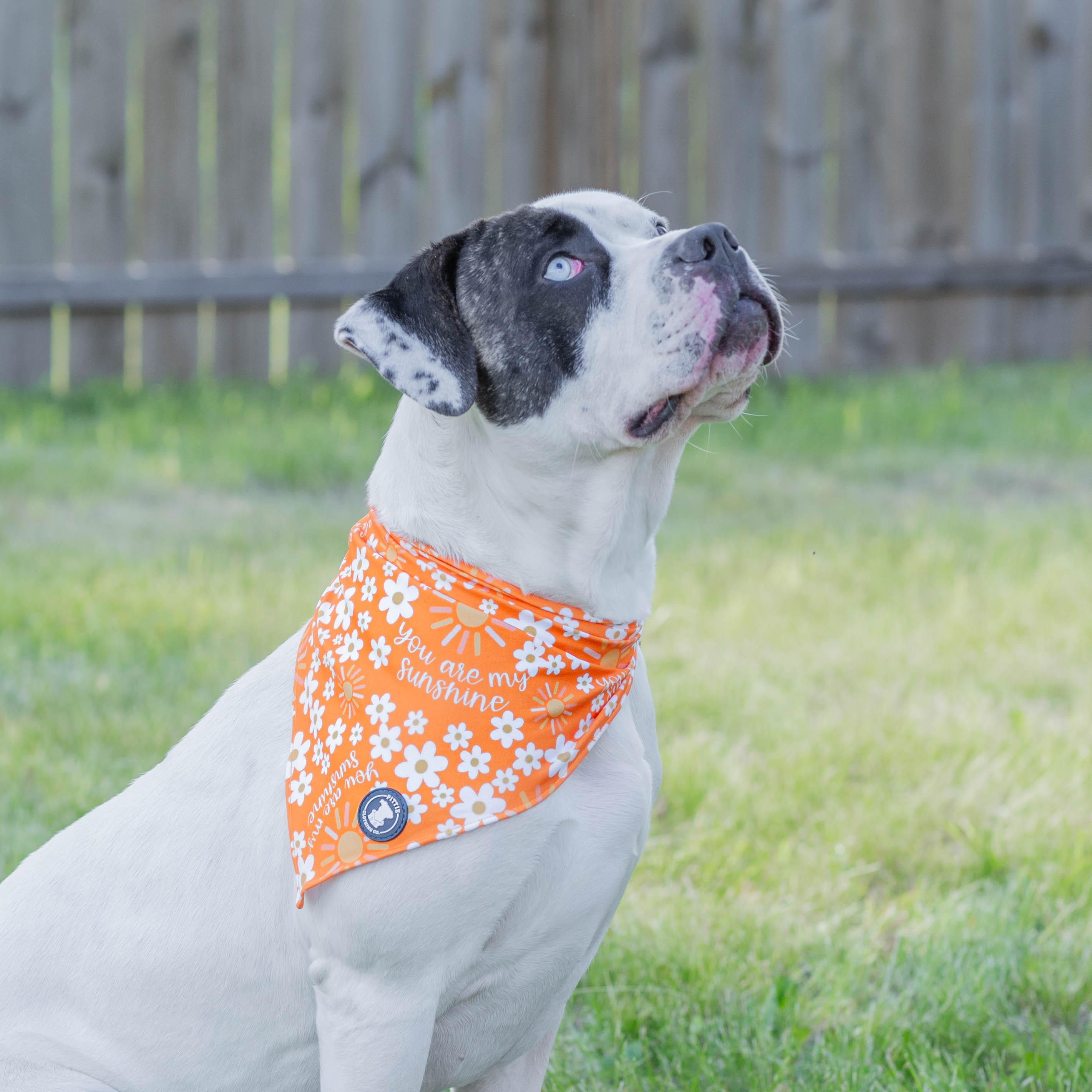 Myra, a Adopted mixed breed in Janesville, WI image 3/6