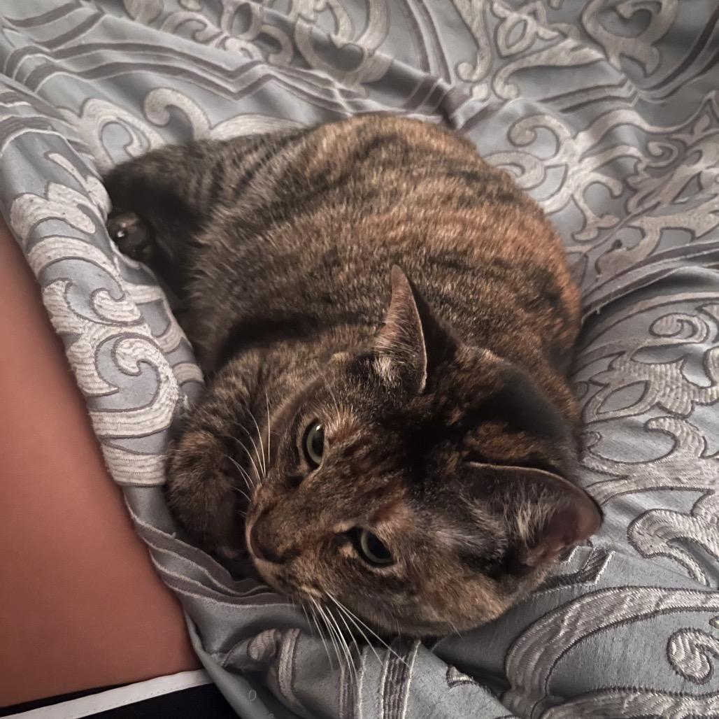 Enlarge Gemini, a Adoptable Domestic Short Hair in Hamilton, GA image 1/6