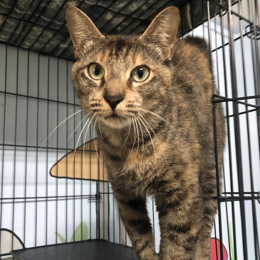 Enlarge Gemini, a Adoptable Domestic Short Hair in Hamilton, GA image 2/6