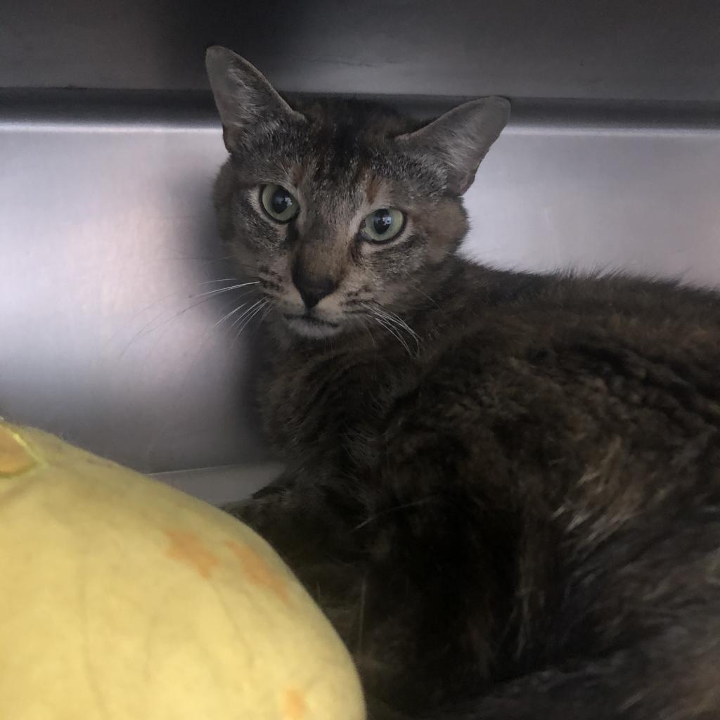 Enlarge Gemini, a Adoptable Domestic Short Hair in Hamilton, GA image 3/6