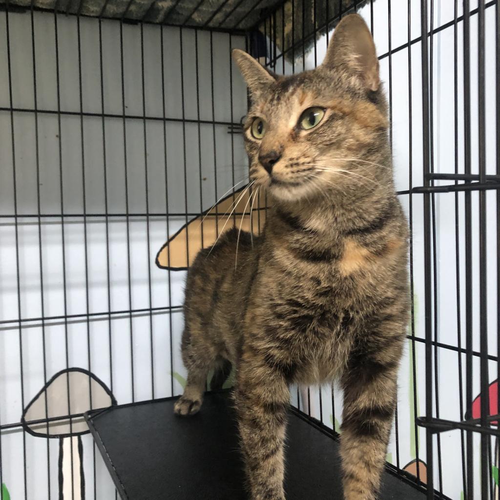 Enlarge Gemini, a Adoptable Domestic Short Hair in Hamilton, GA image 4/6