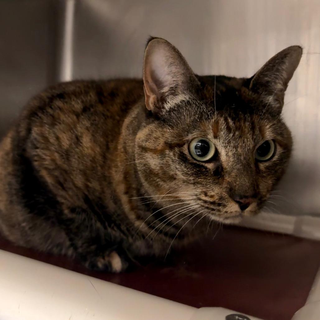 Enlarge Gemini, a Adoptable Domestic Short Hair in Hamilton, GA image 5/6