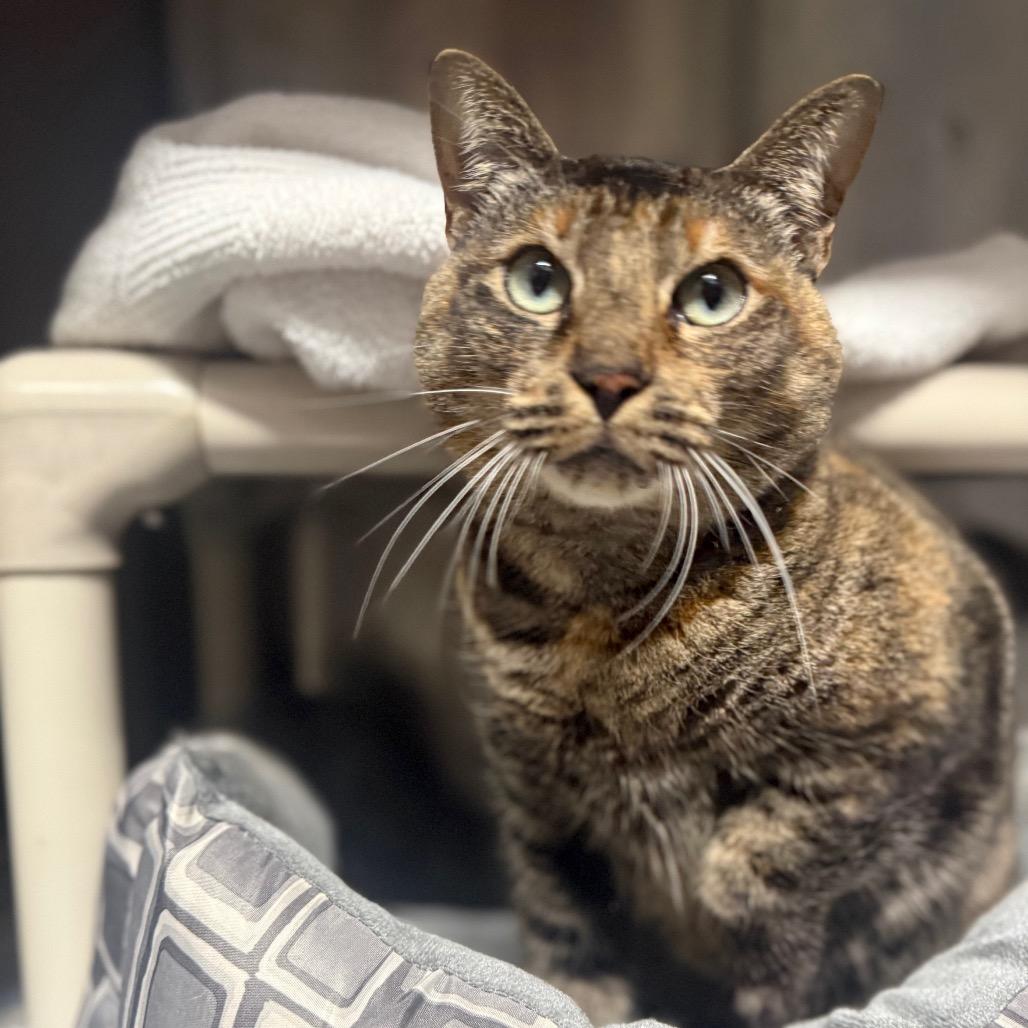 Enlarge Gemini, a Adoptable Domestic Short Hair in Hamilton, GA image 6/6