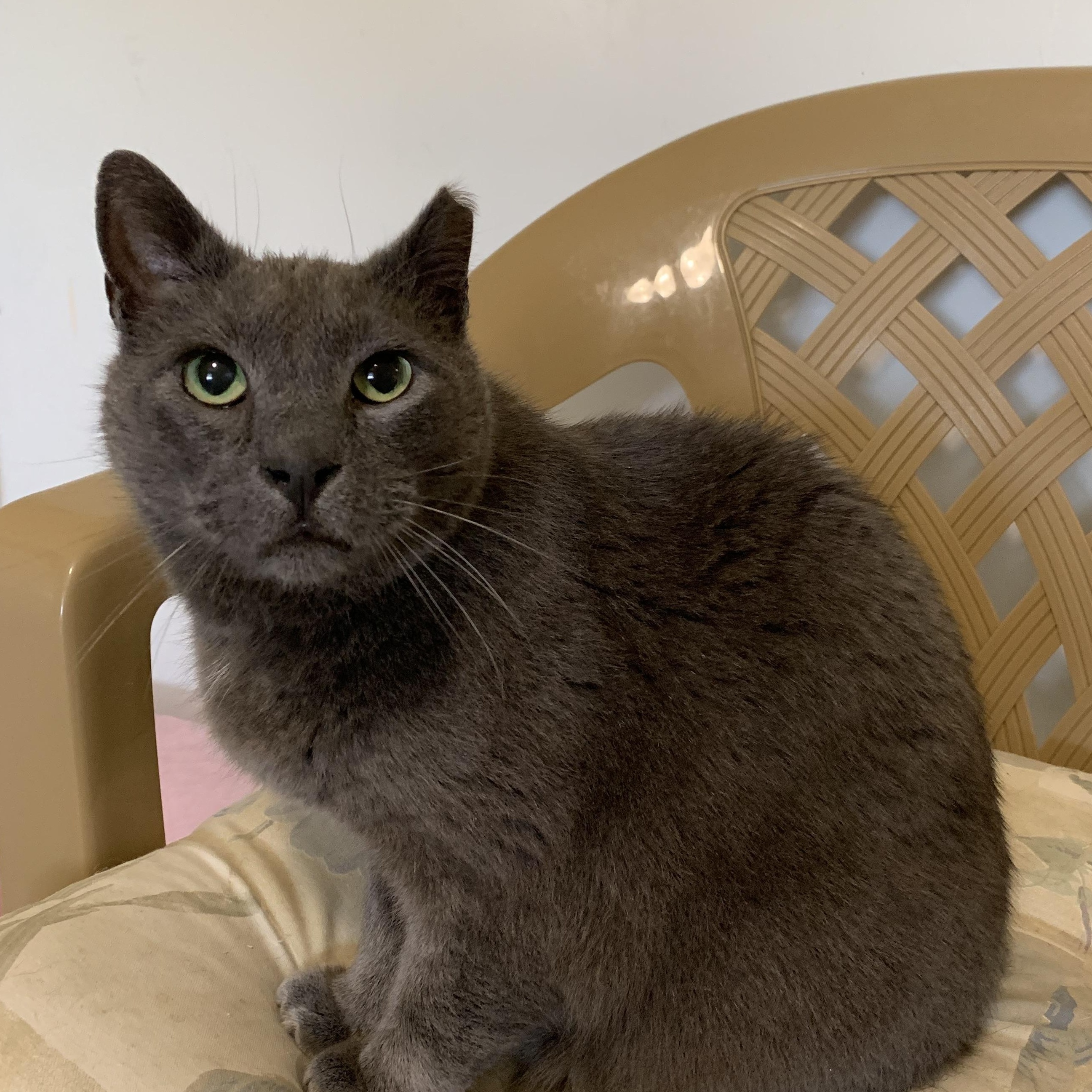 Chip, Adult Male Domestic Short Hair