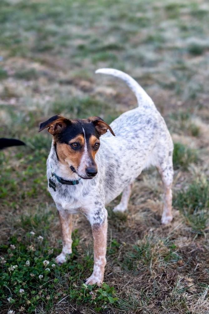 Jinglebell, Adoptable, Young Male Australian Cattle Dog / Blue Heeler & Beagle.