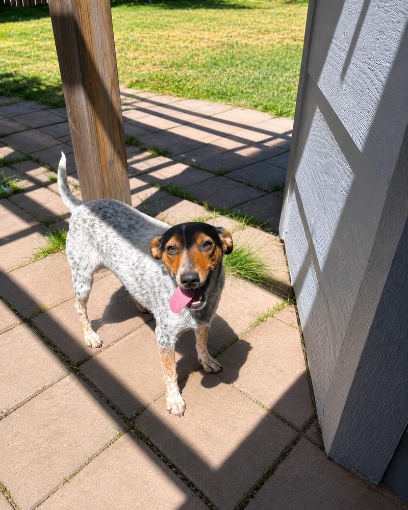 Jinglebell, a Adoptable mixed breed in Colorado Springs, CO image 2/6
