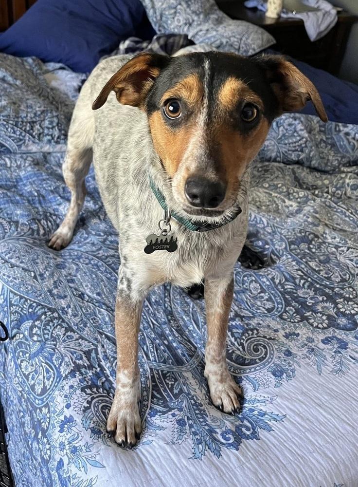 Jinglebell, a Adoptable mixed breed in Colorado Springs, CO image 3/6