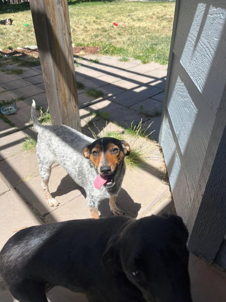 Jinglebell, a Adoptable mixed breed in Colorado Springs, CO image 4/6