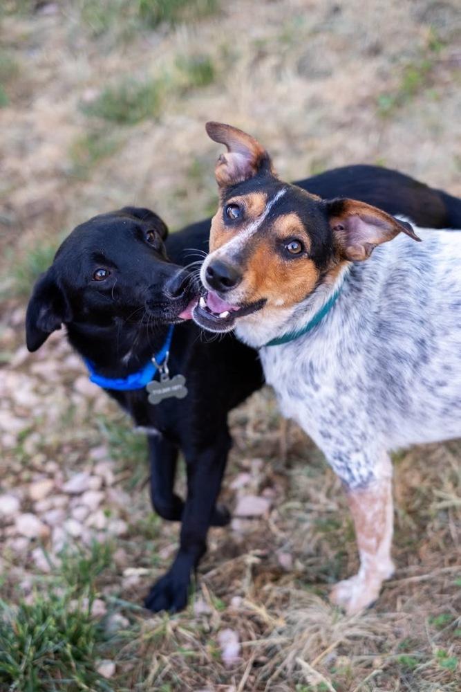 Jinglebell, a Adoptable mixed breed in Colorado Springs, CO image 5/6