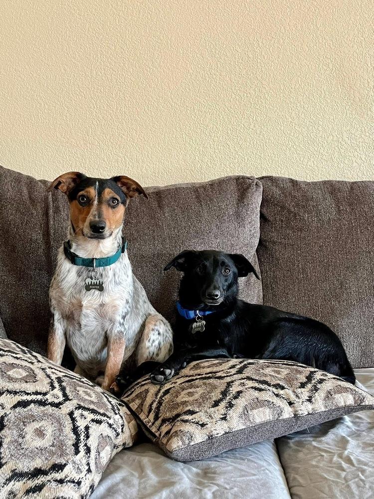 Jinglebell, a Adoptable mixed breed in Colorado Springs, CO image 6/6