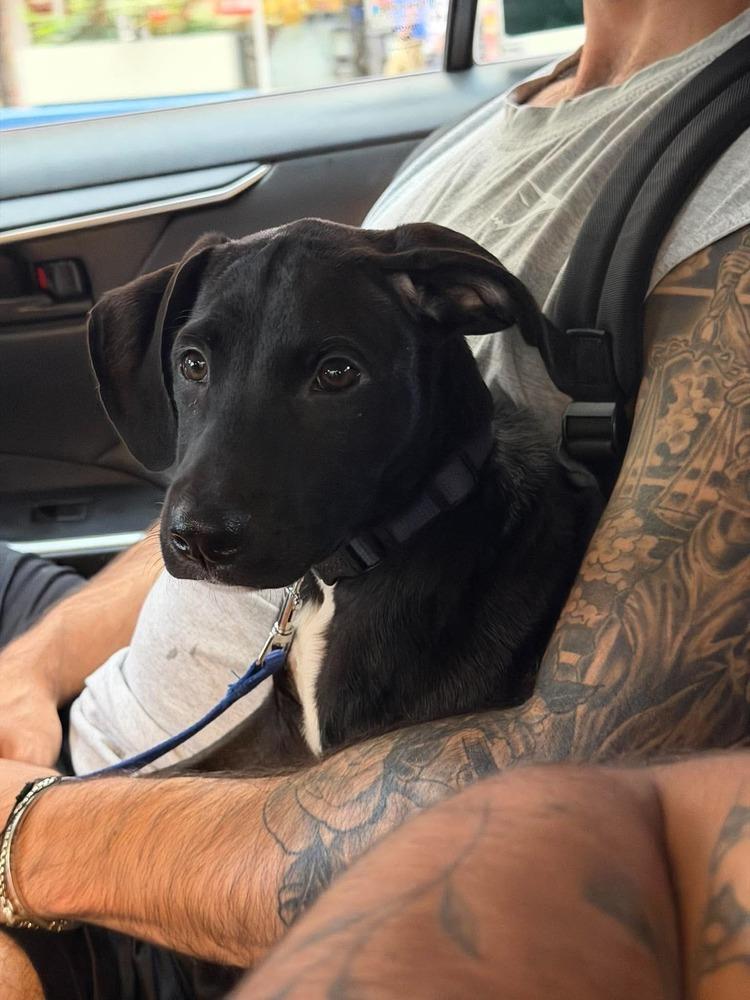 Leroy, Adoptable, Puppy Male Labrador Retriever & Mixed Breed.