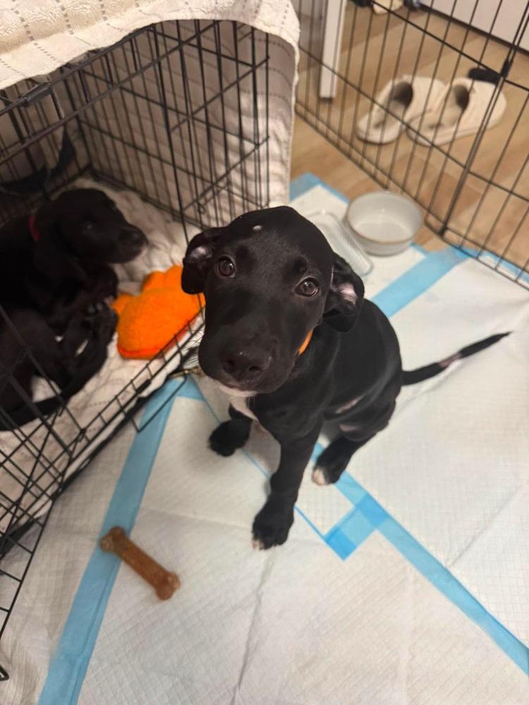 Enlarge Leroy, a Adoptable mixed breed in Valley Stream, NY image 2/6
