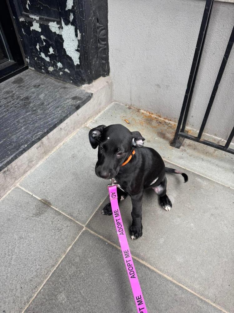 Enlarge Leroy, a Adoptable mixed breed in Valley Stream, NY image 3/6