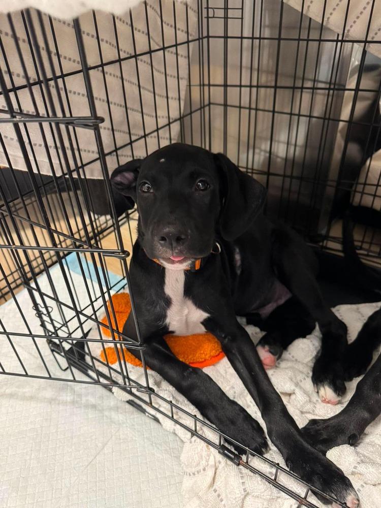 Enlarge Leroy, a Adoptable mixed breed in Valley Stream, NY image 5/6