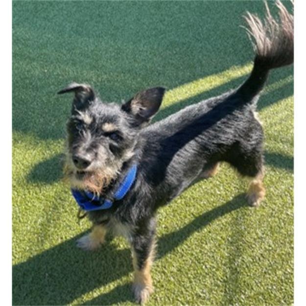 Enlarge Savior, a Adoptable Miniature Schnauzer in Friday Harbor, WA image 1/1