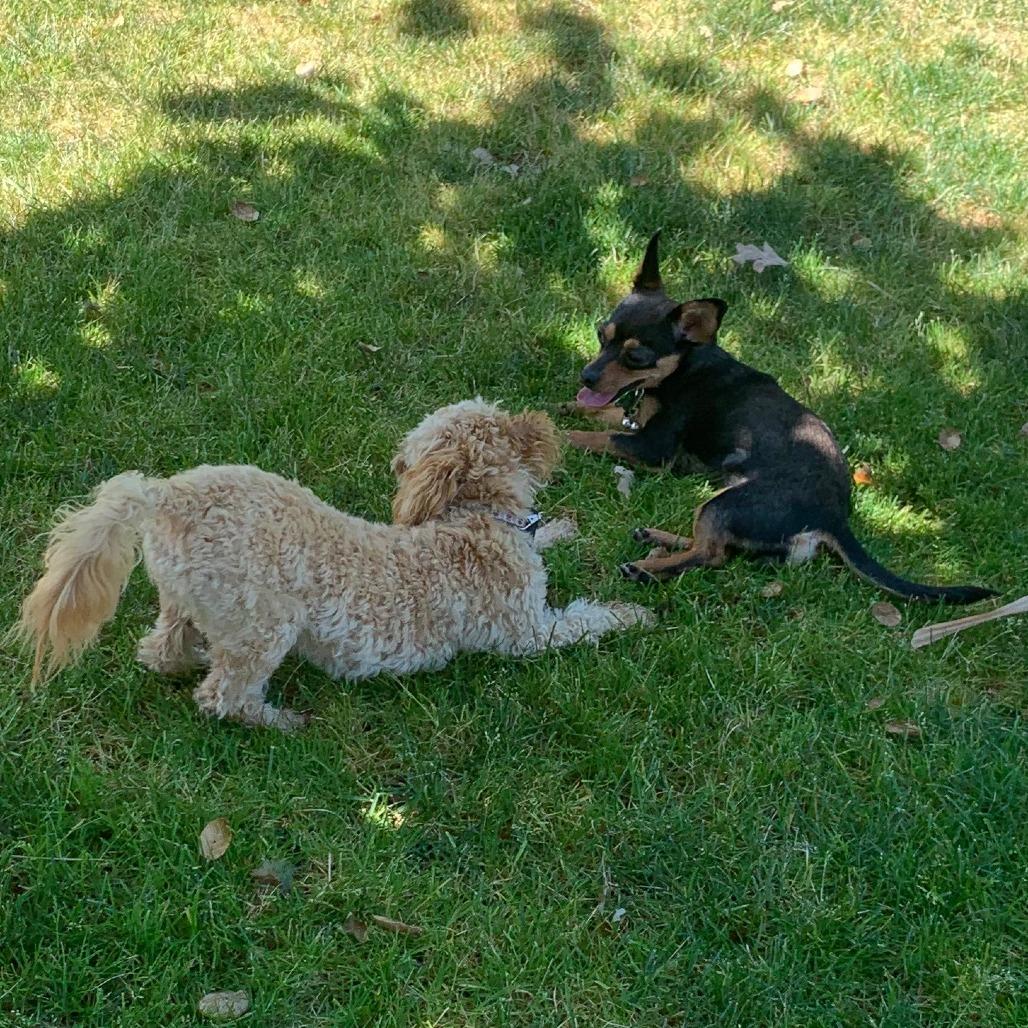MAGGIE, Adoptable, Young Female Chihuahua.