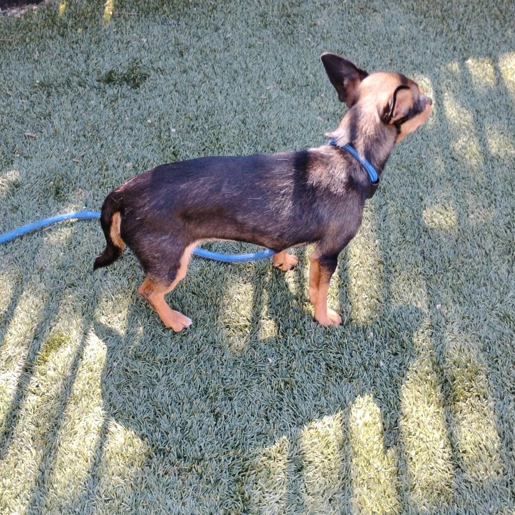 Enlarge MAGGIE, a Adoptable Chihuahua in Pleasanton, CA image 2/6