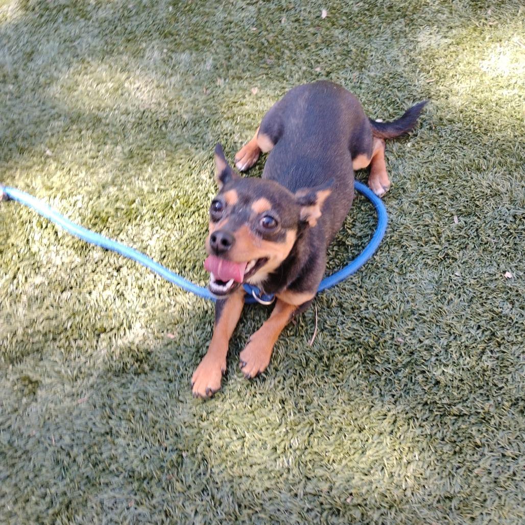 Enlarge MAGGIE, a Adoptable Chihuahua in Pleasanton, CA image 3/6