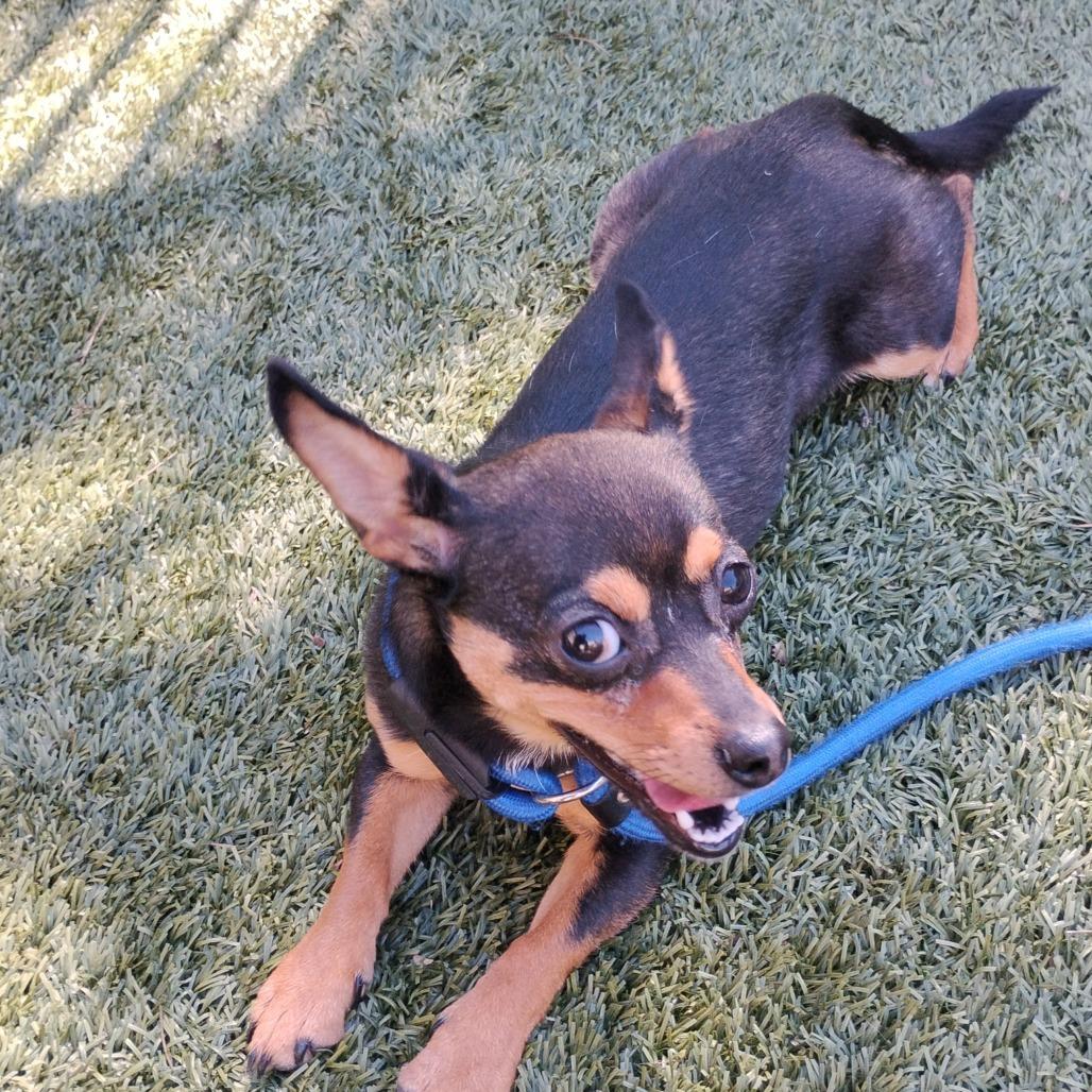 Enlarge MAGGIE, a Adoptable Chihuahua in Pleasanton, CA image 4/6