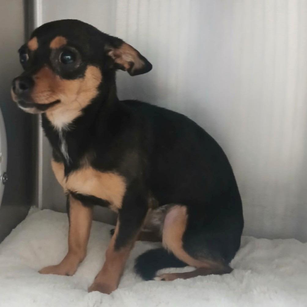 Enlarge MAGGIE, a Adoptable Chihuahua in Pleasanton, CA image 5/6